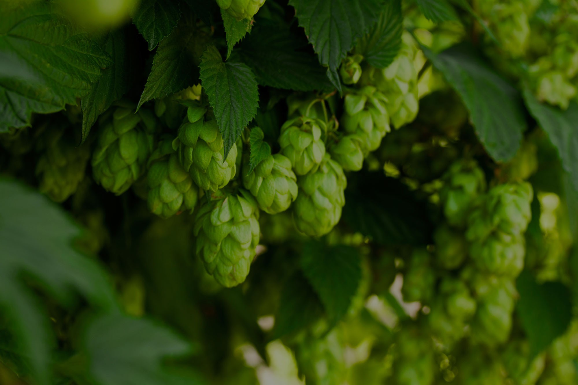 The Wild Taste of Hops